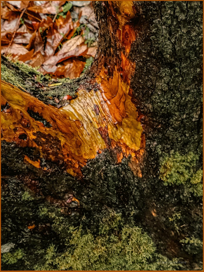 A split madrone trunk viewed in the pouring rain shows its peeling glory. The right and left of the fork are covered with rough dark bark at the periphery of the photo, with green moss bits providing some color. But the center of the fork is bark less, and is a golden yellow brown with patches of glowing orange yellow. Looking through the fork you can a background of brown autumn leaves. Everything is covered with a gloss of water creating bright highlights