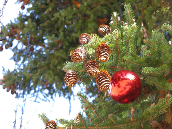 球果のついたハリモミがクリスマスツリーの飾りを施されている
球果のそばにオーナメントの赤いボール
