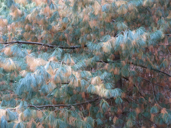 緑の葉の中に枯れ葉のくすんだ黄色が混ざる