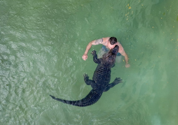 A man  takes a swim with an American alligator in an outdoor pool.