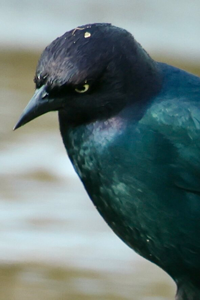 black bird has bright green eyes and a reflective gloss the color of the Emerald City.