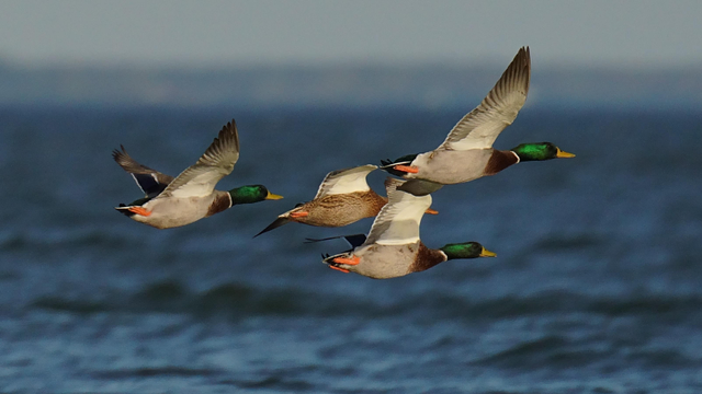 There mallard drakes and one female fly in close formation over choppy, dark blue water.