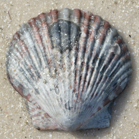 A photo of a scallop shell on the sand of a beach.