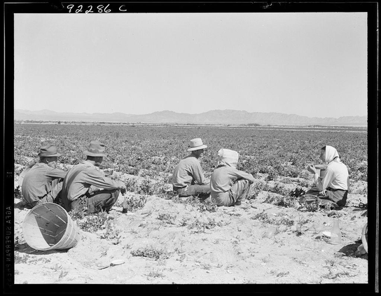 The image is a black and white photograph depicting five individuals engaged in agricultural work, specifically harvesting crops. They are seated on the ground in an open field with rows of vegetation visible behind them under clear skies.

From left to right:
1. The first individual wears a wide-brimmed hat and appears focused on their task.
2. Next is another person wearing similar headgear, who seems attentive but relaxed as they work.
3. A third figure also in a brimmed hat leans forward slightly while engaging with the crop.
4. Fourth from left to right, an individual without any visible headwear sits upright and looks ahead at their surroundings or task.
5. The last person on this side wears what appears to be protective clothing including a long-sleeved top and is eating something in hand.

There are various objects around them such as empty baskets and containers suggesting they have been working for some time, likely collecting the harvested crop into these vessels before disposing of them or moving on with their task. The landscape stretches out flatly behind them leading to distant mountains under a hazy sky.