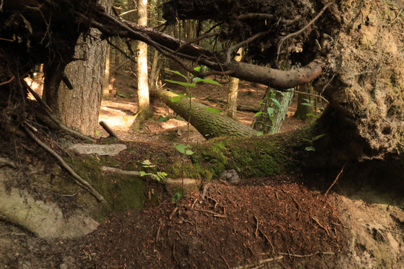 This is a landscape format photo looking through a hole in the rootball of a downed tree in a forest. The trunk of the downed tree can be seen projecting forward along the ground. New plant growth can be seen in the centre of the hole in the root ball. 