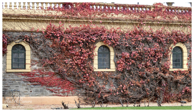 A stone building wall, likely part of the historic Seppeltsfield winery, is heavily covered in Virginia creeper or ivy displaying vibrant red and deep crimson autumn foliage.

Three tall, arched dark green windows with stone surrounds are visible through the dense vines. The building has a yellow band and a white balustrade along the top.