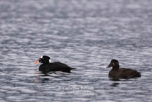 Two dark ducks with a big bill. The male is more flamboyant than the female. It has a swollen orange bill with a white base, white eyes, a white forehead and a small white patch on the nape. They are both in the sea that has ripples on the surface.