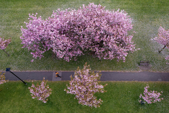 A drone view shows a person walking along an avenue of blossoming Cherry trees.