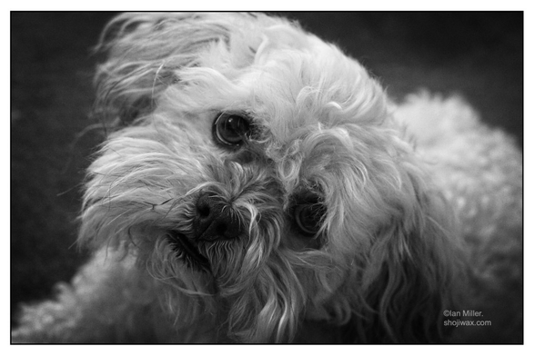 Black and white photo of a white scruffy dog looking with a tilted head at the camera.