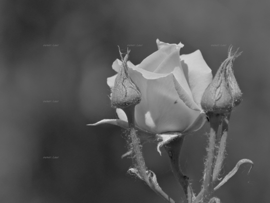 Rose, closeup, black and white, photo