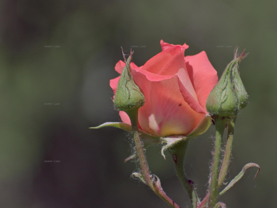 Rose, closeup, color, photo