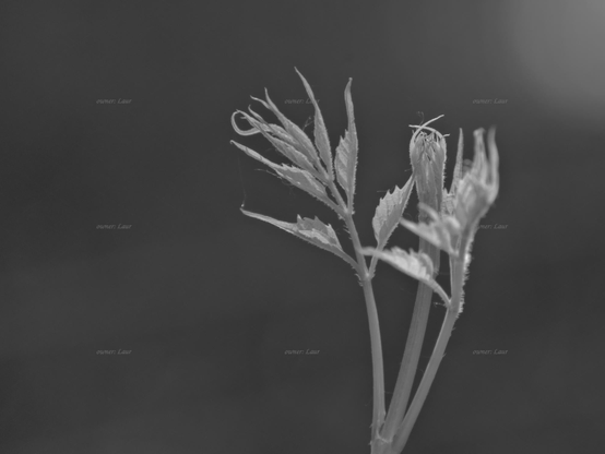 Grass, closeup, black and white, photo