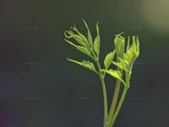 Grass, closeup, color, photo