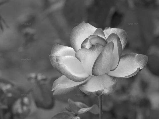 Rose, closeup, black and white, photo