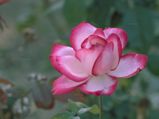 Rose, closeup, color, photo