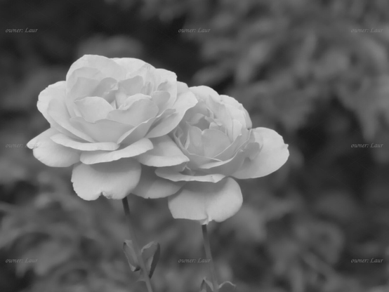 Roses, closeup, black and white, photo