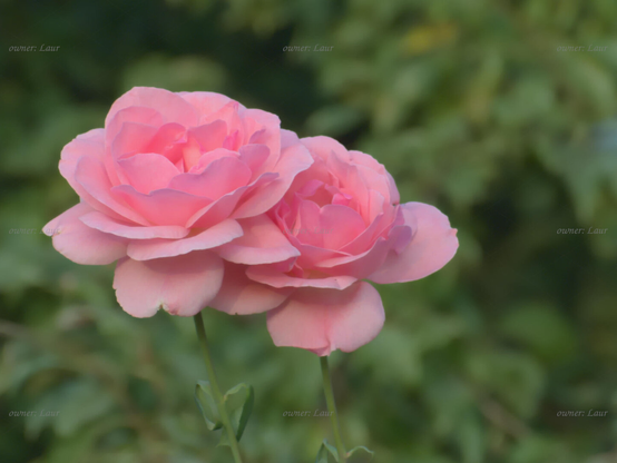 Roses, closeup, color, photo