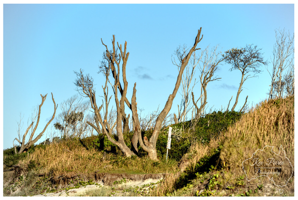 A photograph capturing the rugged, salt affected coastal vegetation at Byron Bay, New South Wales.  Several gnarled, dead looking tree trunks stand out against the bright blue sky, rooted on a grassy dune bank above a patch of sand.