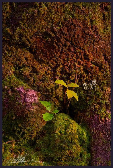 close up shot of a section of a gnarled mossy old tree trunk . Two small seedlings are growing from a crack within the trunk