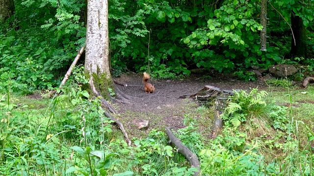 A small red squirrel is foraging on a patch of bare earth at the base of a tree in a dense green woodland. Surrounding the clearing are thick ferns, leafy undergrowth, and moss-covered logs, with tree roots and fallen branches scattered across the ground. The background is filled with lush foliage in varying shades of green, creating a shaded forest environment. A few logs and stones line the edge of the clearing, and a bird feeder hangs from a tree trunk in the distance.