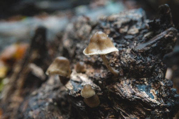 Light-colored mushrooms growing out of the bark of a fallen tree.
