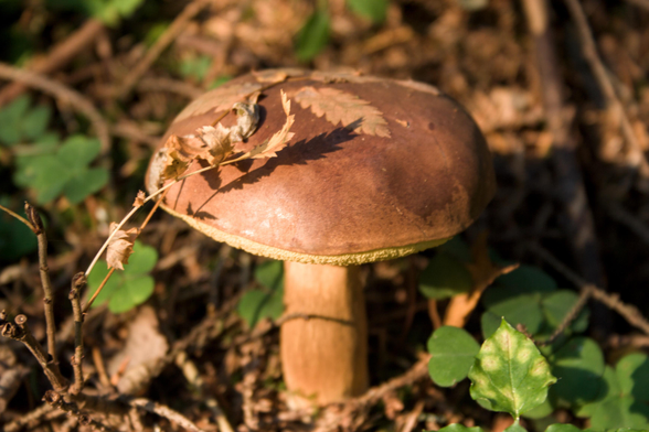 A sunlit brown mushroom with a smooth, rounded cap and sturdy stem grows among forest leaf litter and small green plants, with a dry fern leaf resting on top of the cap.