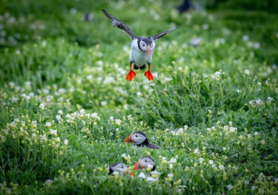 An ungainly puffin angles in with a calculated wobble, doing his best to turn one of his fellow puffin’s head into a landing pad.
Photograph by Jonny Gios