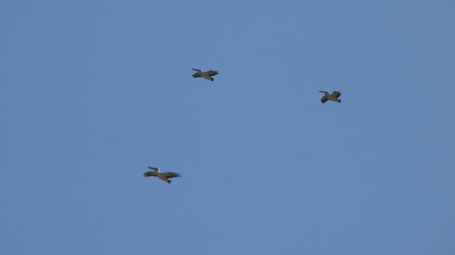 A trio of pelicans circling high in the sky, seen from the side as they bank, revealing their profiles

