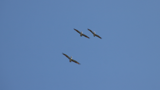 Those same pelicans continuing to bank, now turned nearly to face the camera, with the sun lighting the left sides of their heads and shoulders