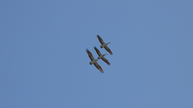 The pelicans seen from below, apparently in a line, gliding toward the upper right of the frame