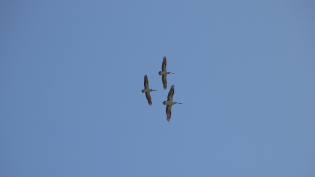 The three pelicans now in more of a triangle formation, with two in front and one in the rear, seen from below as they continue to circle