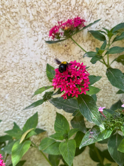 A close-up of a bright pink flower with a bee perched on its petals. The background is softly blurred, highlighting the small bee as it collects pollen on the large bloom.