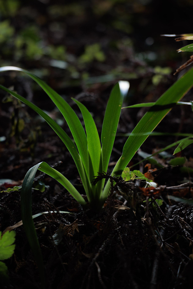 A single green plant with long, slender leaves emerges from dark, moist soil, surrounded by rich forest debris and blurred greenery.