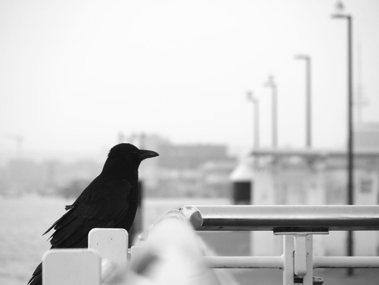 A crow sitting on a railing