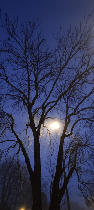Arbre nu en hiver, ses branches sombres se découpant sur un ciel bleu profond juste avant l’aube. Au centre, un lampadaire brumeux semble suspendu dans la ramure, comme une petite lune perdue. L’air est humide et légèrement brumeux, créant une atmosphère calme et mystérieuse