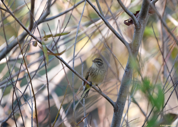 Photograph by Fenichel: A palm warbler

A small yellow-bellied bird dark and white streaks and a band across its eye.
Here s/he is perched on a slender branch with color and light behind.