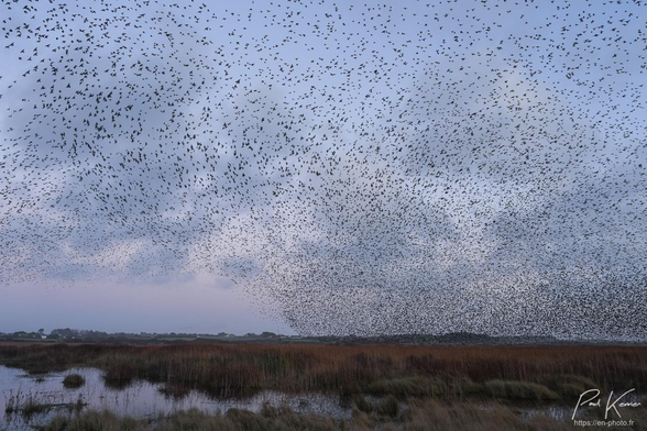 Photographie en couleur prise le soir, alors qu'arrive une multitude d'étourneaux sansonnets virevoltant dans le ciel, qu'ils occupent presque complètement à cet instant, au-dessus de la roselière où ils vont finir par se poser pour passer la nuit, autour d'un étang.
Même s'il s'agit d'une photographie d'un instant très court, on perçoit que les oiseaux évoluent dans toutes les directions, mais dans l'ordre.