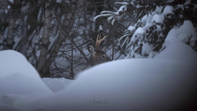 Il était 16h08. Le froid tombait, la lumière s’éteignait. Un cerf de Virginie, à peine visible, défiait le crépuscule. Le capteur, à bout de souffle, a tenu bon...