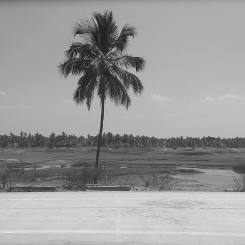 A lone coconut tree stands tall against a flat landscape with sparse foliage and a distant treeline under a clear sky. The image is in black and white.