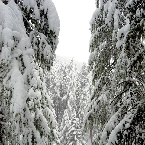 Verschneite Tannen rahmen den Blick auf einen dichten Winterwald ein. Die Äste der vorderen Bäume hängen schwer unter der Schneelast, während im Hintergrund weitere Bäume stehen, deren Spitzen im Nebel oder Schneefall verschwimmen. Die Szene ist ruhig und vermittelt die Stille eines verschneiten Waldes.
