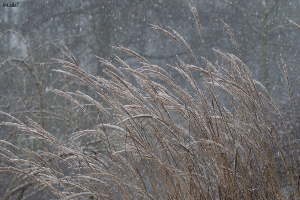 Schilfgras im Schneegestöber. Der Wind drückt es leicht nach links.