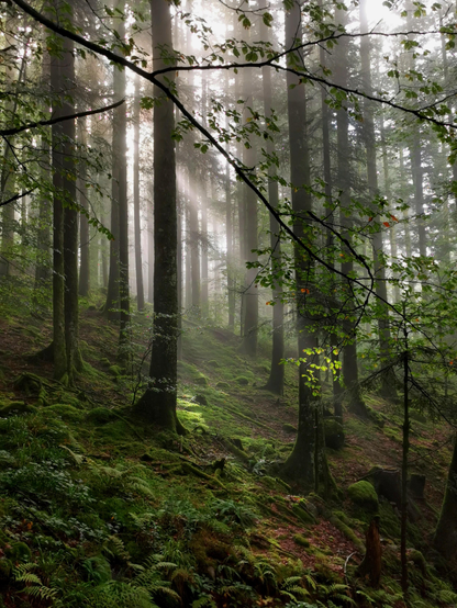 Le matin, le soleil perce le brouillard dans la forêt vosgienne. Ambiance lumineuse, mystérieuse, forte présence du vert de la mousse
