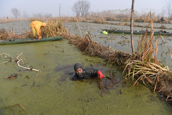 Kashmiri farmers brave subzero temperatures to extract lotus stems, locally known as Nadur, at Anchar Lake.
