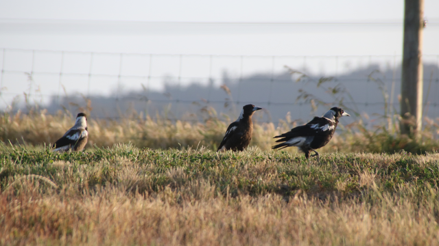 Three Australian magpies of variyng ages stand in short brown grass. An adult female in the lead strides toward the right of the frame, the afternoon sun glinting off her eye. A younger female stands slightly behind, about to follow. A baby stands a little way back, facing away from the camera, head turned to look at a magpie on an out-of-frame fencepost