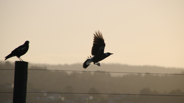 One of the magpies flies past another standing on a fencepost, both silhouetted against distant treeline made pale by late afternoon haze