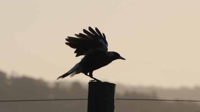 Another Australian magpie aligts on a fencepost, alo silhouetted against the distant late afternoon skyline