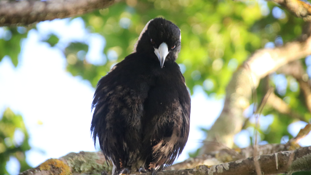 Another female Australian magpie stands on a lichen covered branch, head tilted down, looking at the camera past her "brow." Almost all of her breast feathers have frayed tips.