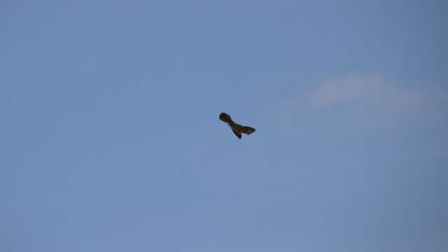 A brown falcon dives against a blue sky, tail spread wide to aid their maneuver 