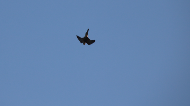 That same brown falcon pulling out of an upside down dive, head tilted back to stay focused on their target