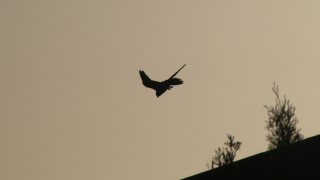 The silhouetted brown falcon dives close over a rooftop, talons loose and at the ready